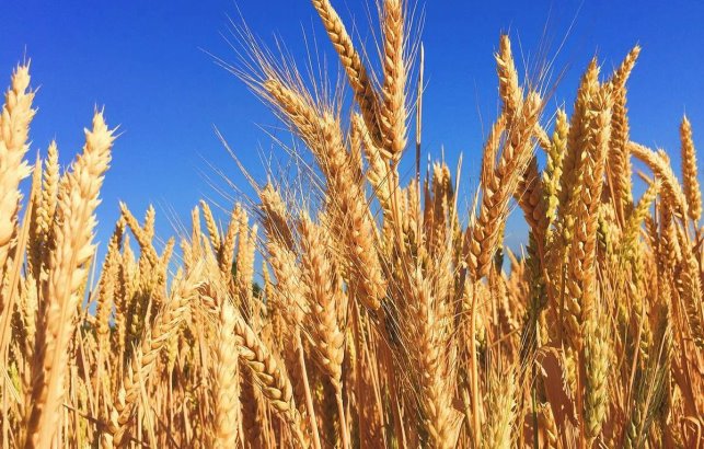 Ярова пшениця: посів, вирощування, оброблення та врожайність ✓ Публікація  АГРОСЕПМАШ